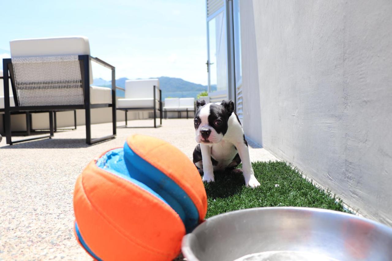 Hotel Mio Vallarta Unique & Different- Adults Only ปูแอร์โตบาญาร์ตา ภายนอก รูปภาพ Boston Terrier puppy